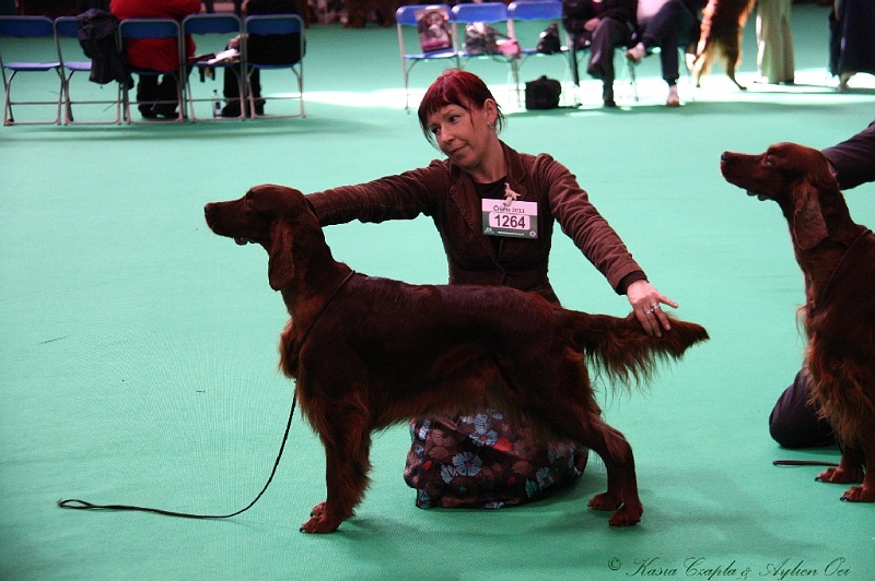 Crufts2011 643.jpg